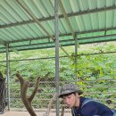 안심사슴농장 이미지