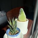 봉두농장 | (반강제) 식집사의 식물 콜렉션 &amp; 분갈이 후기