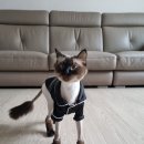 뷰티몽냥 이미지