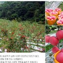 소백산풍기사과
