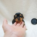 망고베리 이미지