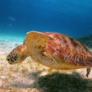 신신주유소 | 🌴 보홀 - 완벽한 코스를 끼려왔습니 😎✈️