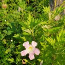 생각키움한자 이미지