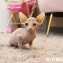 참좋은애견 이미지