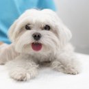 뉴로동물의료센터 이미지