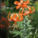 참어울림 이미지