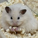 서울 애니 동물병원 이미지