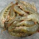 강아지의 품격 | ★네이버쇼핑 바다의품격 가을 제철 흰다리새우/홍가리비 후기★