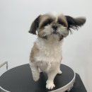 츄츄살롱 이미지