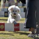 개이득