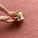 디바인퍼피 이미지