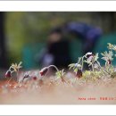 울산 들꽃학습원 할미꽃 이미지