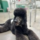 벨라루시애견미용학원 이미지