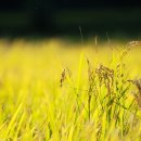 풍년농약 종묘사 이미지