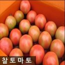 토마토 쇼핑하우