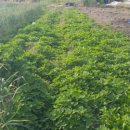 금암농장 이미지