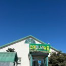 안계식당 | 포항 미나리삼겹살 안계미나리농장 솔직후기 내돈내산