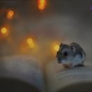 이안고시원