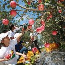 삼풍농장 이미지