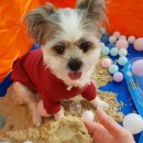 도그아레아 이미지