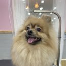 털뭉치이발소 이미지