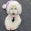 블루 독 스쿨 이미지