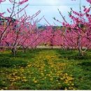 봄꽃 휴양마을 10선 공개, "숨은 봄꽃 명소 어디 이미지