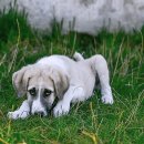 분당데이지동물병원 이미지