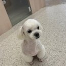 글로리 애견 유치원 이미지