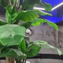 고니스커피 이미지