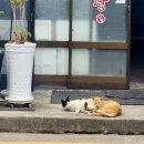 제주나봄 | 하우스, 디디다 딸기주물럭, 오라동메밀밭, 카페모알보알, 제주나봄 나동 별채, 평대여초밥, 어느 날, 오