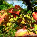 열매의 아름다움이 생존전략인 - 화살나무 이미지