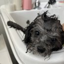 댕스얼랏 이미지