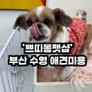 세븐일레븐 부산수영한울점 | 부산애견미용 수영구 애견샵 &#39;쁘띠몽펫샵&#39; 가위컷전문 애견샵 후기