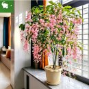 수양 자스민(Jasmine), 폭포 자스민(Jasmine), 素方花(소방화), ソケイ(소케이) 이미지