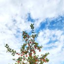 예산 삼국 축제 이미지