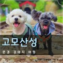 진남 가선교다리 | 문경 애견동반 여행 고모산성 답사 ft.강아지
