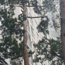 꼭 달아야 하나요?&#34;.. 현충일인데 태극기 &#39;찬밥신세&#39; 이미지