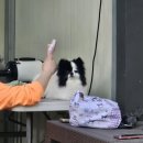 224 | [남양주 개떼놀이터]음식 메뉴, 수영장, 운동장! 강아지없이 갈만한 서울 근교 애견카페