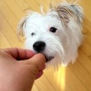(주)중앙바이오텍 | 하트세이버 강아지 심장사상충약 구입 후기 by 중앙바이오텍