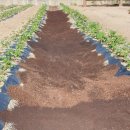 쇠똥구리 농장 이미지