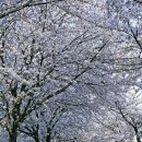 사이동 본오1차아파트 이미지