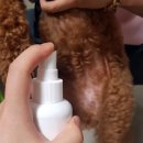 몽몽이펫샵 | 개린이날 선물 울지마마이펫 / 워터리스샴푸 +장갑 구입후기~