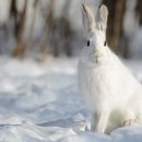 눈덧신토끼 [눈신토끼, Snowshoe hare (Lepus americanus)] 이미지