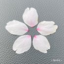 시립고색뉴지엄어린이집-1구간 | 수원 벚꽃 명소 황구지천에서 늦깎이 꽃구경 대성공!
