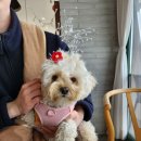 코티지 309 이미지