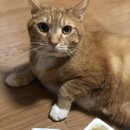 싸다구펫 | 아크내추럴 플라크재퍼 고양이치약 싸다구펫 후기