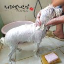 반갑다(반려견이 갑이다) | 애견샴푸추천 시코시코바 천연한방 강아지비누