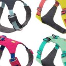 하이댕댕 이미지