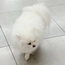 산들미용실 | 서면미용실 ‘디에르헤어’ 밀본클리닉 컷 후기